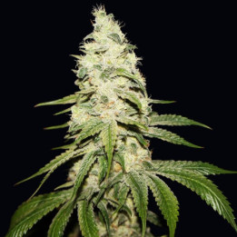 Mont Blanc | TH Seeds | Comprar Semillas de CALIDAD