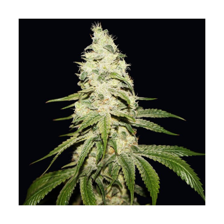 Mont Blanc | TH Seeds | Comprar Semillas de CALIDAD