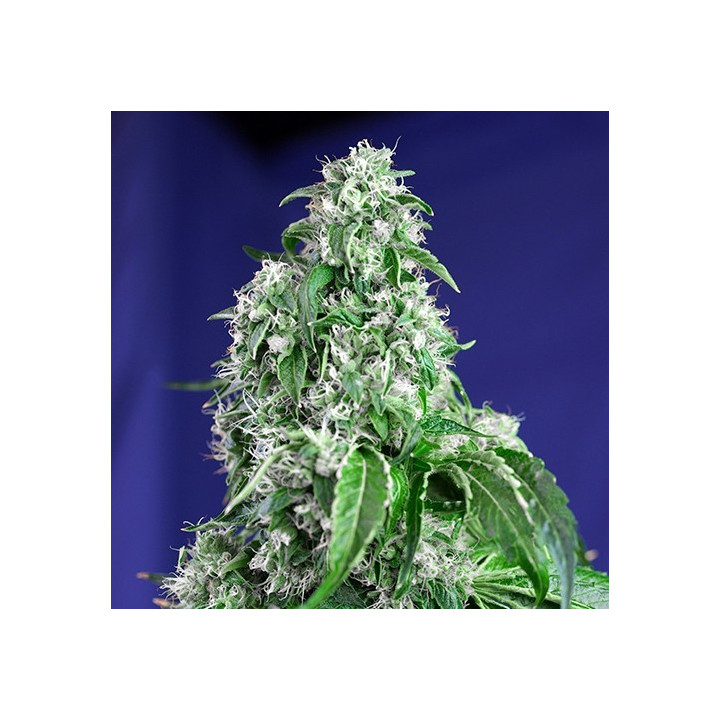 Big Devil F1 Fast Version (Sweet Seeds)