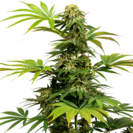 Black Harlequin