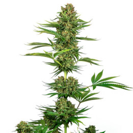 Satin Black Domina CBD | Sensi Seeds | Comprar Semillas feminizadas