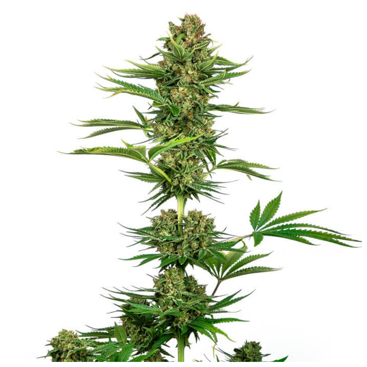 Satin Black Domina CBD | Sensi Seeds | Comprar Semillas feminizadas