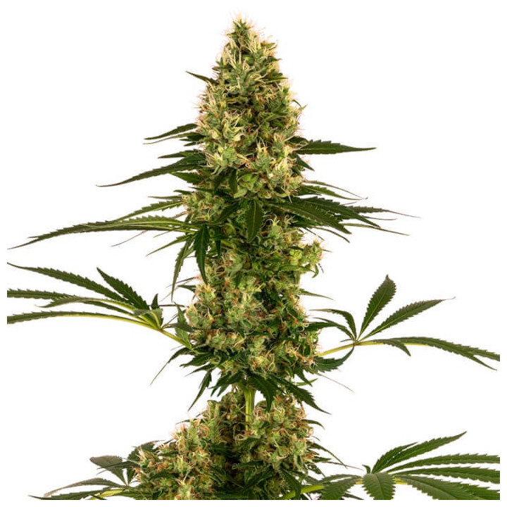 Blue Bullet Auto (Sensi Seeds)