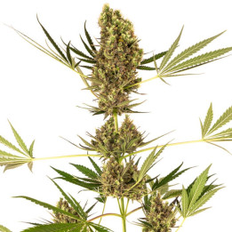 Alpine Delight CBD Auto