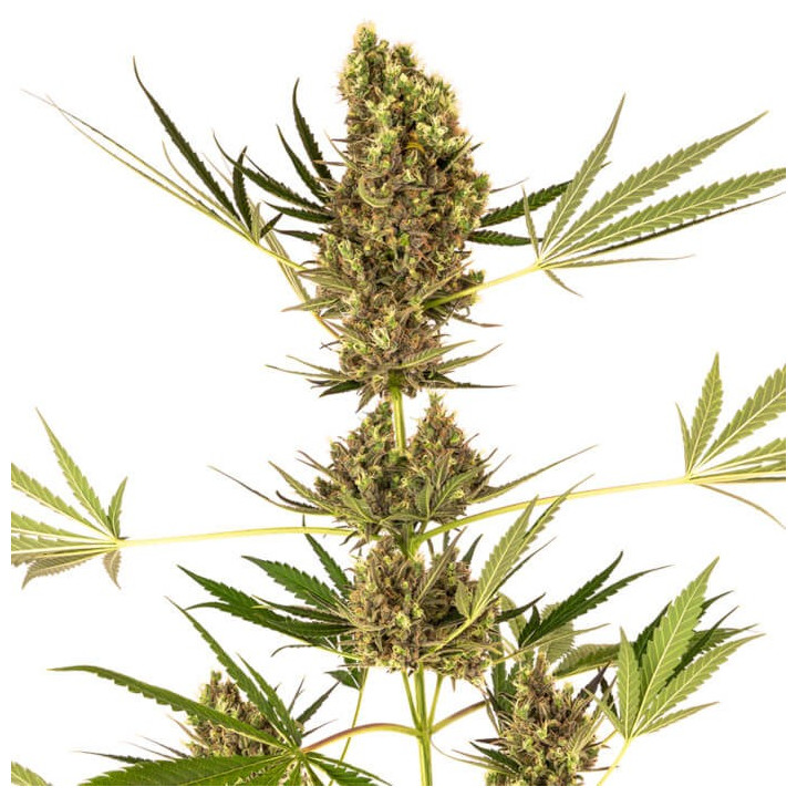 Alpine Delight CBD Auto