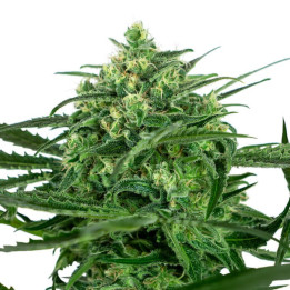 Sensi Amnesia