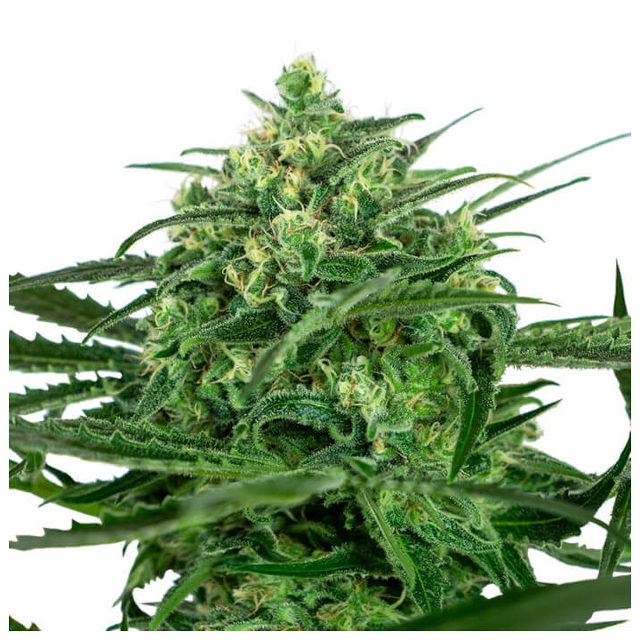 Sensi Amnesia