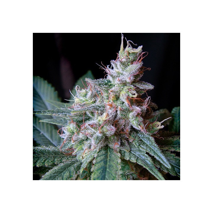 Cream Caramel F1 Fast Version (Sweet Seeds)