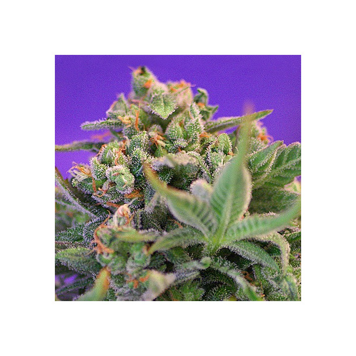 Sweet Cheese F1 Fast Version (Sweet Seeds)