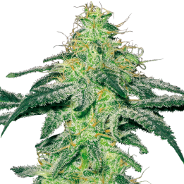 White Skunk | White Label | Tus semillas en Diosa Planta