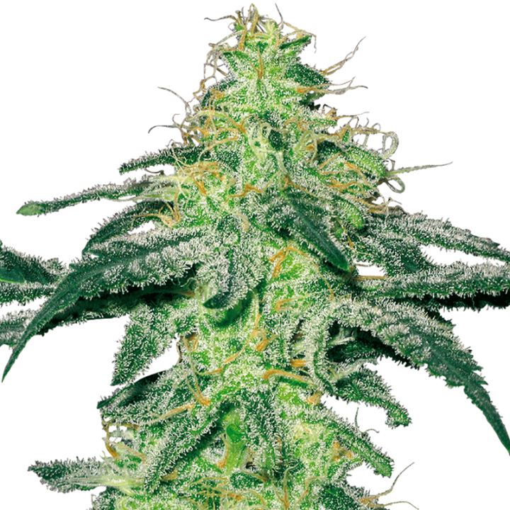 White Skunk | White Label | Tus semillas en Diosa Planta
