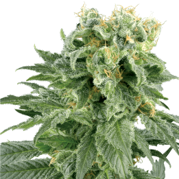 Double Gum | White Label | Tus semillas en Diosa Planta