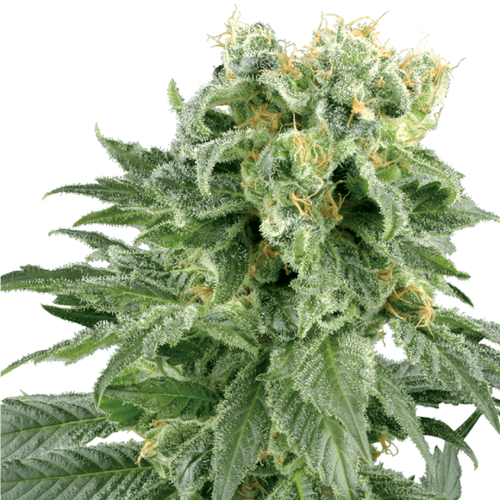 Double Gum | White Label | Tus semillas en Diosa Planta