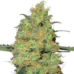 Master Kush  | White Label | Tus semillas en Diosa Planta