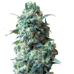 Afghan Kush | White Label | Tus semillas en Diosa Planta