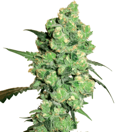 Super Skunk | White Label | Semillas de CALIDAD al mejor precio