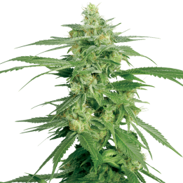 Holland's Hope | White Label | Tus semillas en Diosa Planta