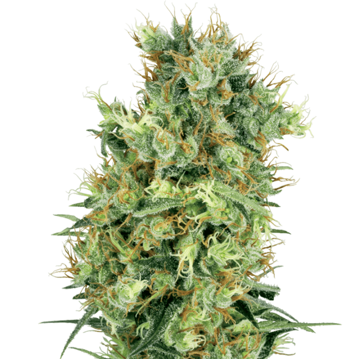 California Orange Bud Regular | White Label | Diosa Planta