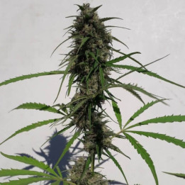 Nueva Caledonia Regular | Ace Seeds | Semillas de Calidad