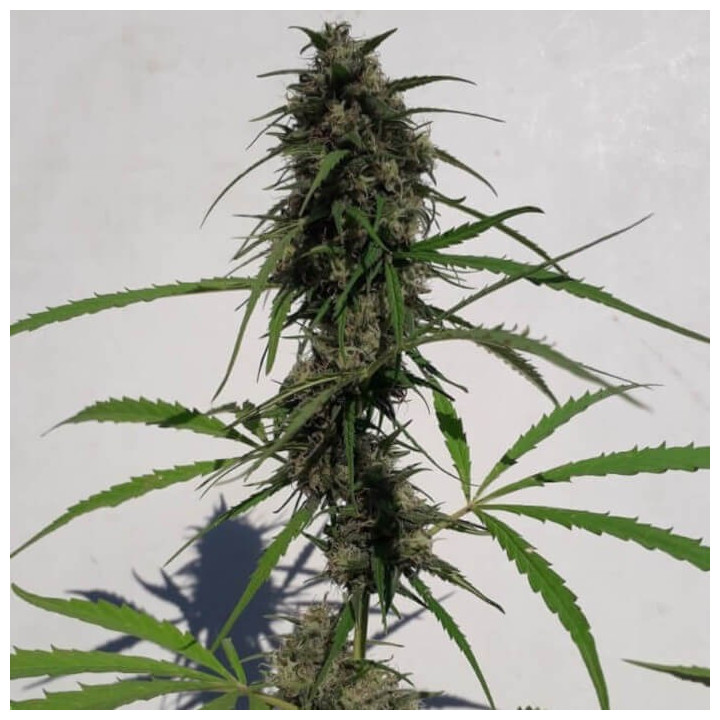 Nueva Caledonia Regular | Ace Seeds | Semillas de Calidad