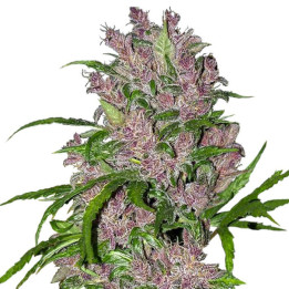Purple Bud Automatic | White Label | Tus semillas en Diosa Planta