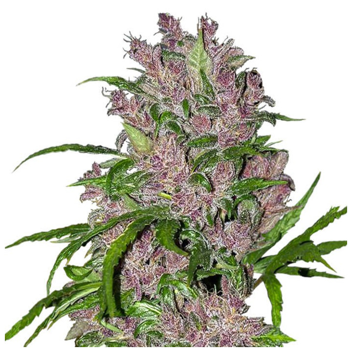 Purple Bud Automatic | White Label | Tus semillas en Diosa Planta
