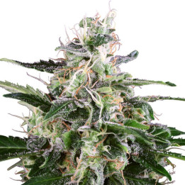 White Skunk Automática | White Label | Tus semillas en Diosa Planta
