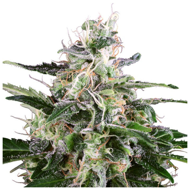 White Skunk Automática | White Label | Tus semillas en Diosa Planta