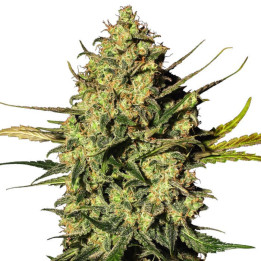 Master Kush Automatic | White Label | Tus semillas en Diosa Planta