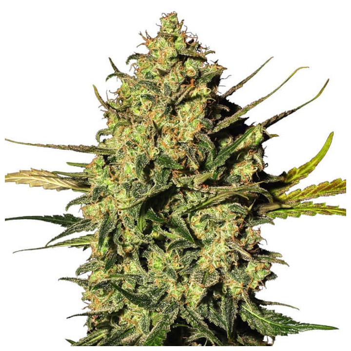 Master Kush Automatic | White Label | Tus semillas en Diosa Planta