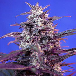Bloody Skunk Auto (Sweet Seeds)
