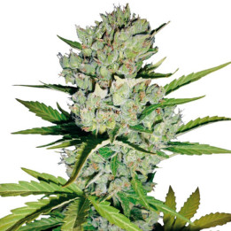 Skunk#1 Automatic (White Label)