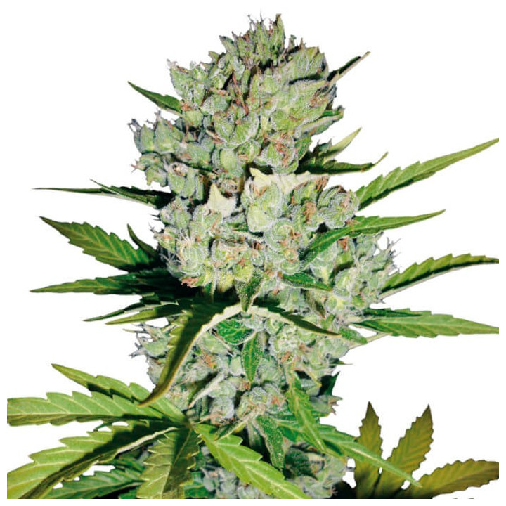 Skunk#1 Automatic (White Label)