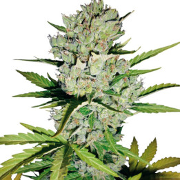 Super Skunk Automatic | White Label | Tus semillas en Diosa Planta