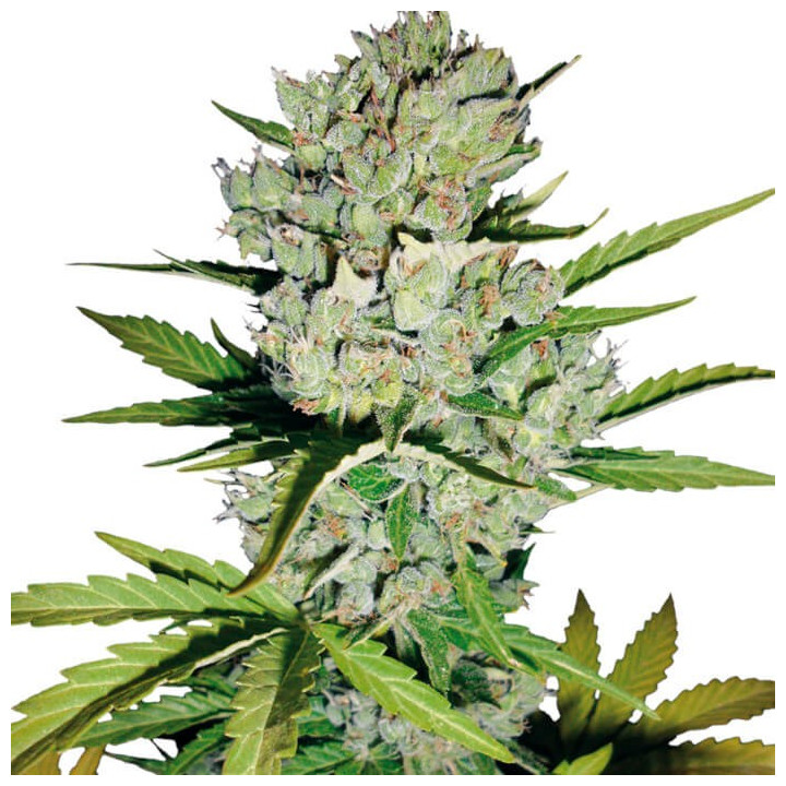 Super Skunk Automatic | White Label | Tus semillas en Diosa Planta
