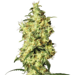 White Widow Automatic | White Label | Tus semillas en Diosa Planta