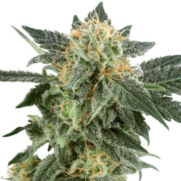 Snow Rider Automatic | White Label | Tus semillas en Diosa Planta