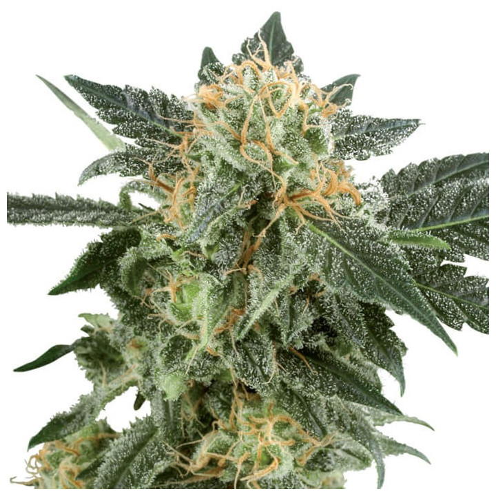 Snow Rider Automatic | White Label | Tus semillas en Diosa Planta