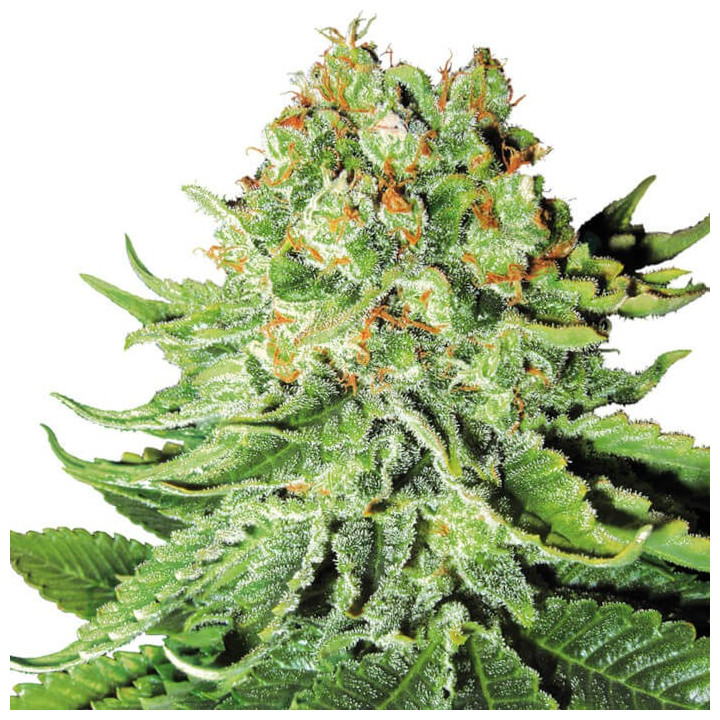 Northern Light Automatic | White Label | Tus semillas en Diosa Planta