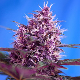 Red Poison Auto (Sweet Seeds)