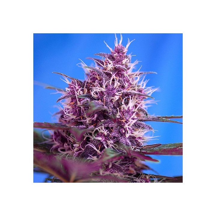 Red Poison Auto (Sweet Seeds)