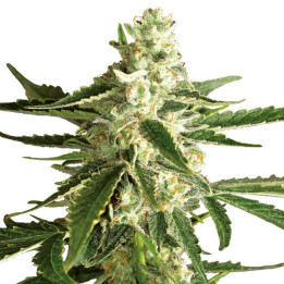 White Diesel Haze Automatic | White Label | Tus semillas en Diosa Planta