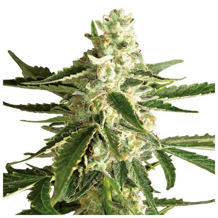 White Diesel Haze Automatic | White Label | Tus semillas en Diosa Planta