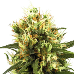 White Haze Automatic | White Label | Tus semillas en Diosa Planta