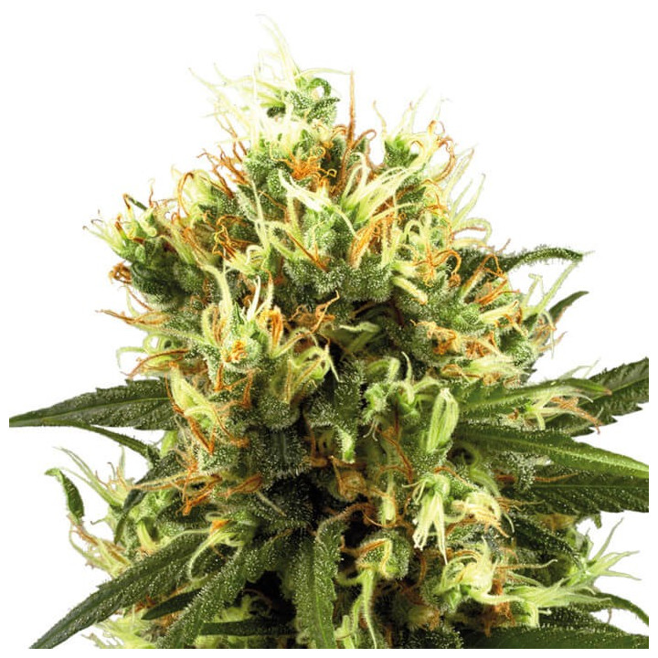 White Haze Automatic | White Label | Tus semillas en Diosa Planta