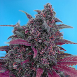 Dark Devil Auto (Sweet Seeds)