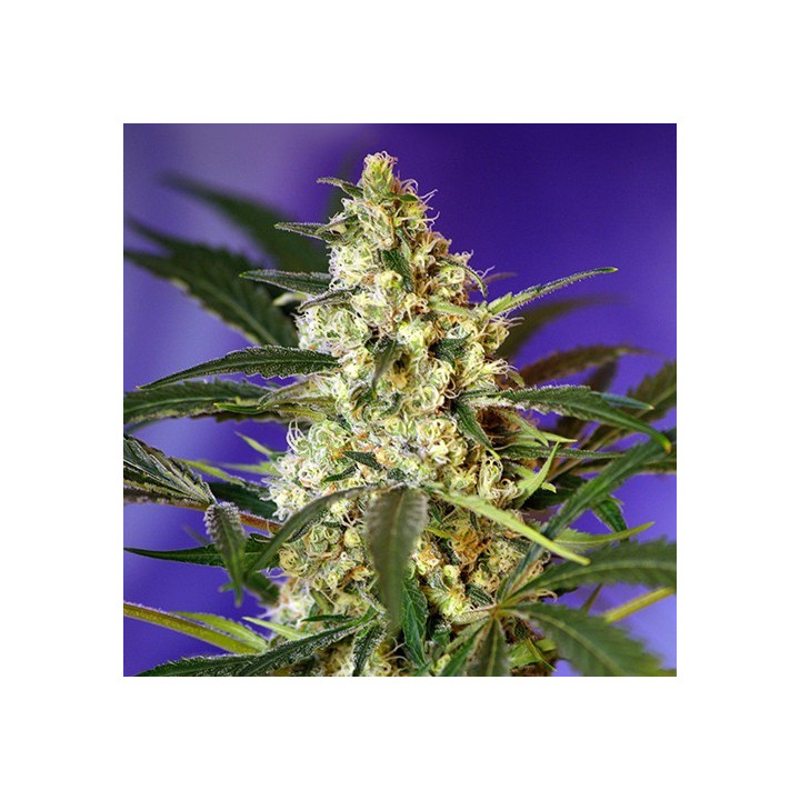 Fast Bud Auto (Sweet Seeds)