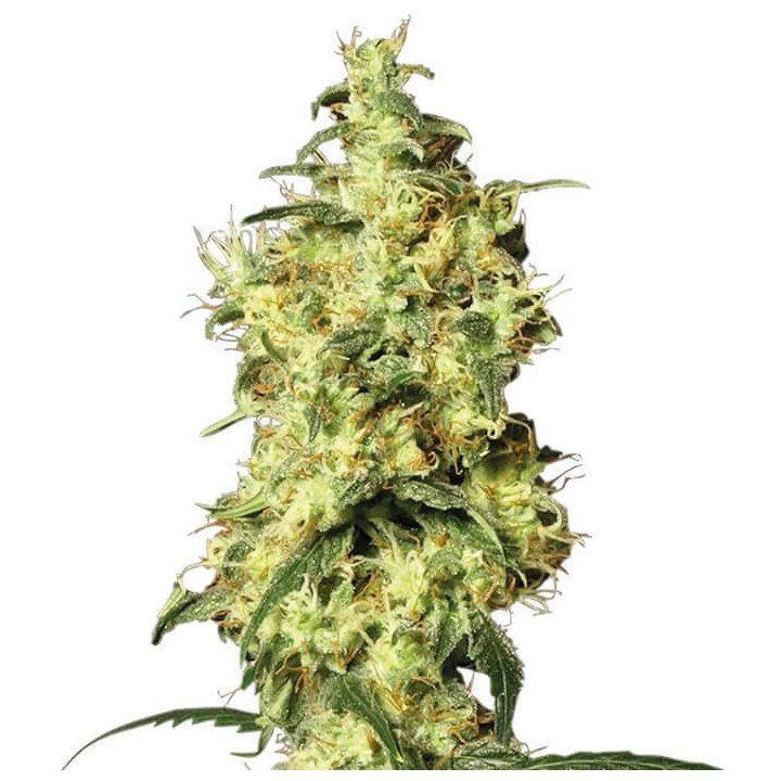 White Widow