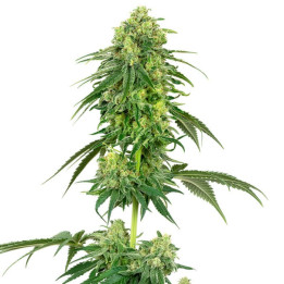 Strawberry Kush