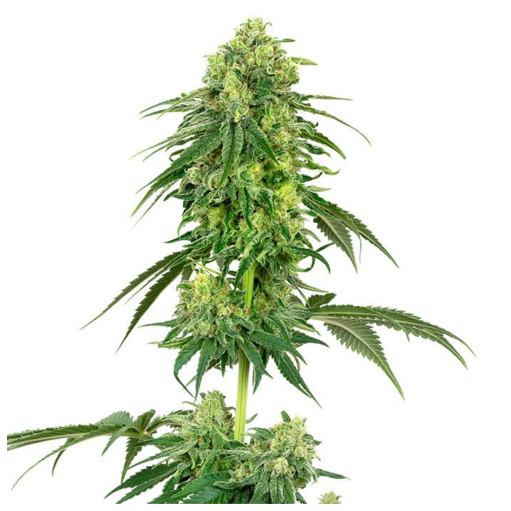 Strawberry Kush